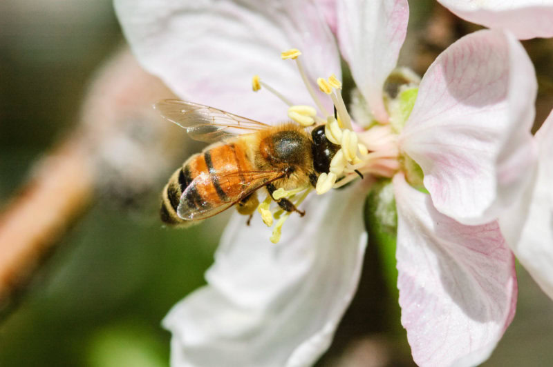 Importance of Honey Bees in the Orchard Stemilt