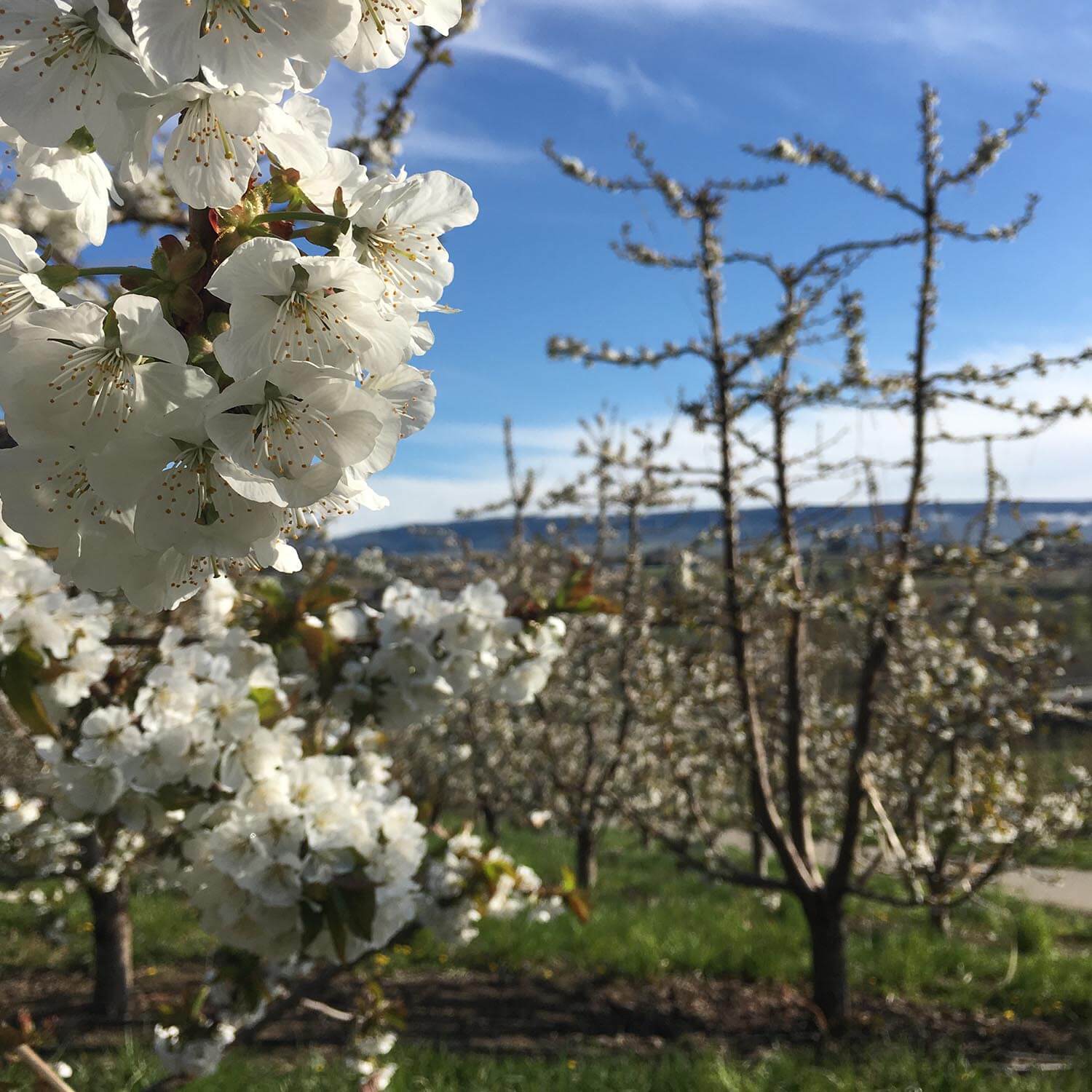 How Weather Can Change Cherry Blossom