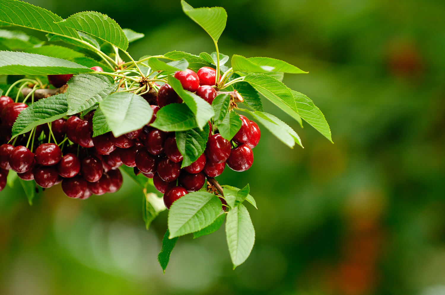 StemiltHill CherryHarvest