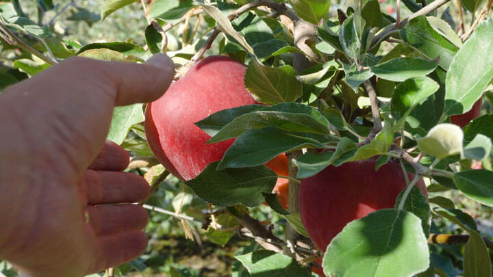 how to pick an apple from a tree