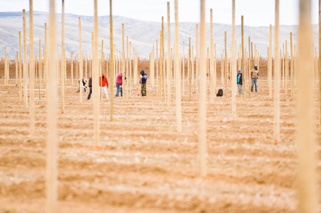 how to plant an apple orchard