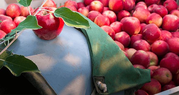 Farm to Fork:The Apple Journey