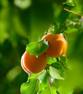 Apricot Harvest Morning (1)