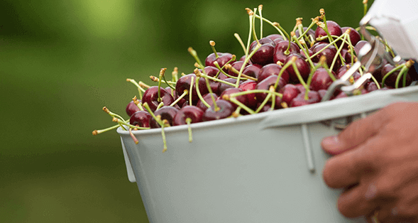 Farm to Fork:The Cherry Journey