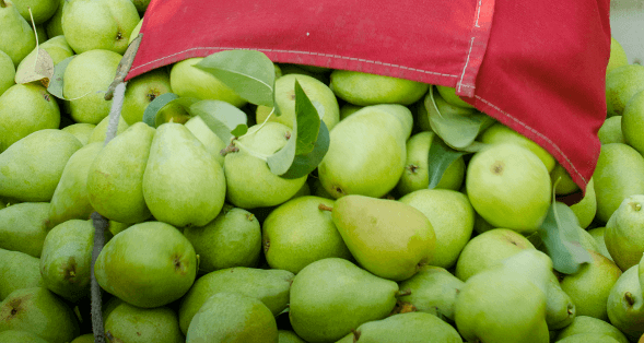 Farm to Fork:The Pear Journey