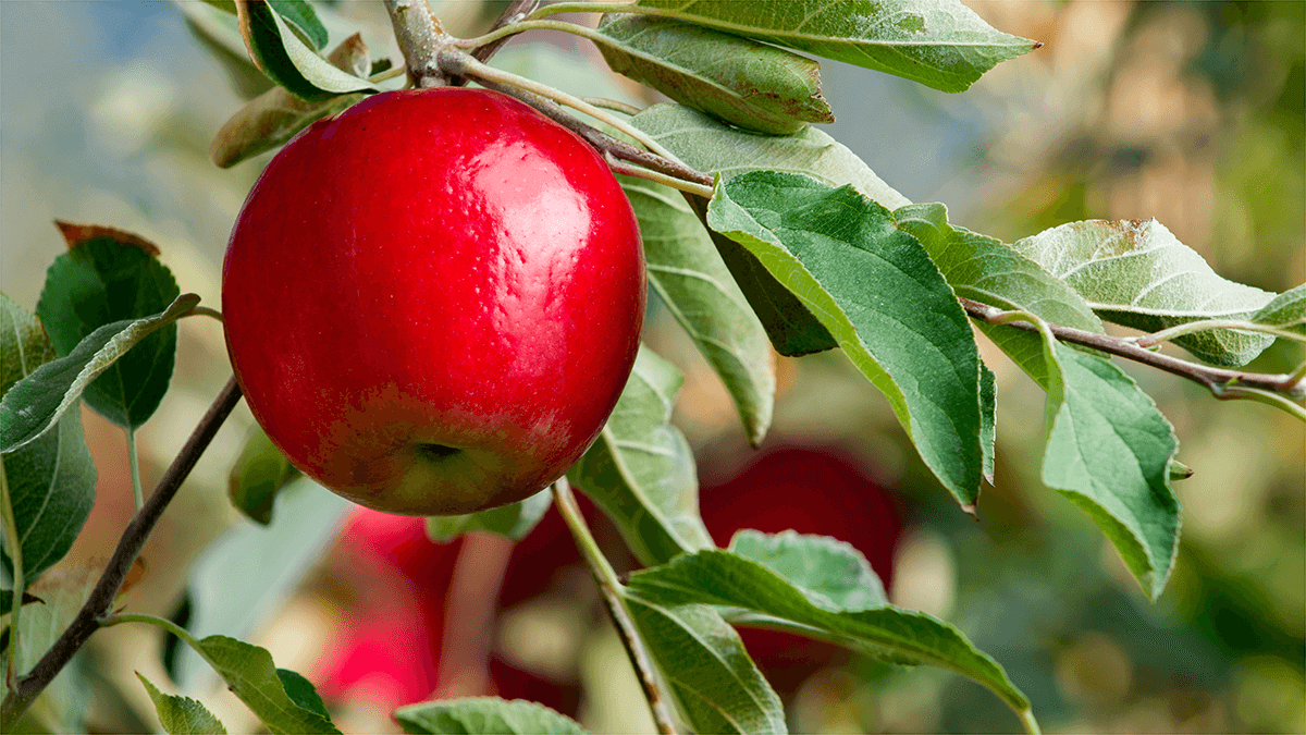 5 Great Tools for Cutting Apples - Stemilt, Washington