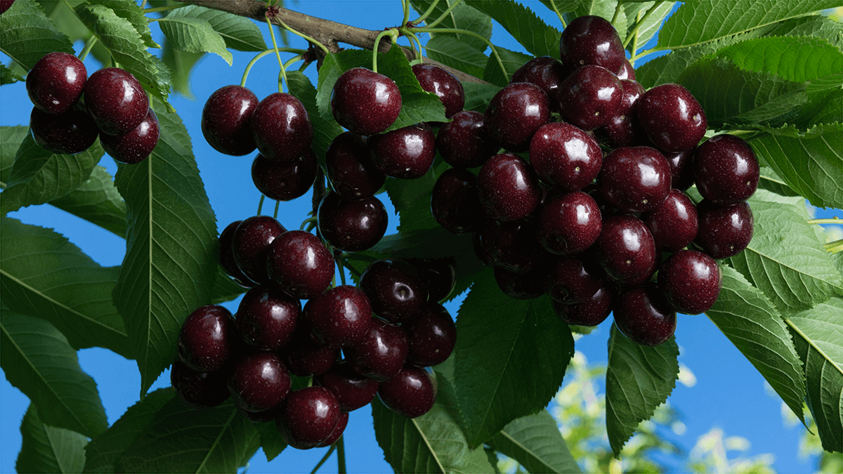 F2F Cherries Header