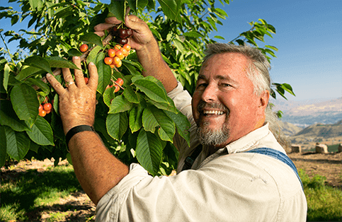 Farm to Fork  Cherries – Image 3