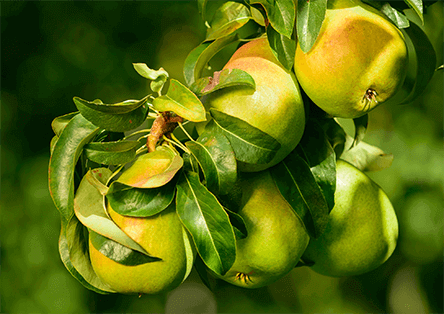 Farm to Fork  Pears – Image 3