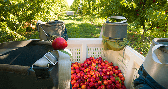 Farm to Fork  Summer Fruit – Image 1