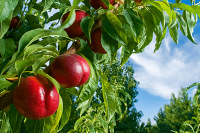 Farm to Fork Summer Fruit – Image 3