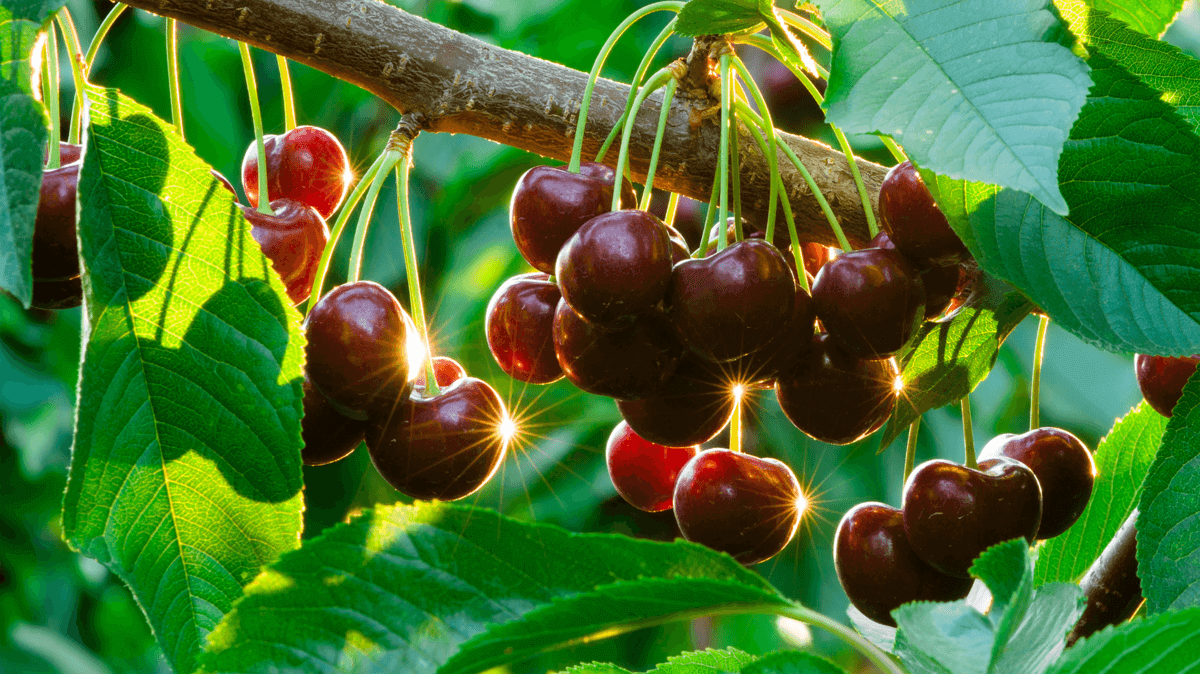 faq – cherries header