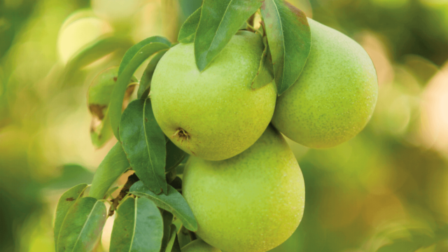 faq – pears header