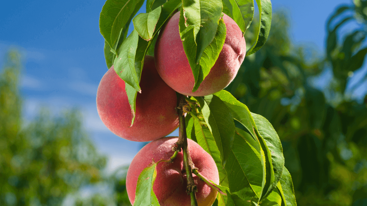 faq - summer fruit faq – summer fruit