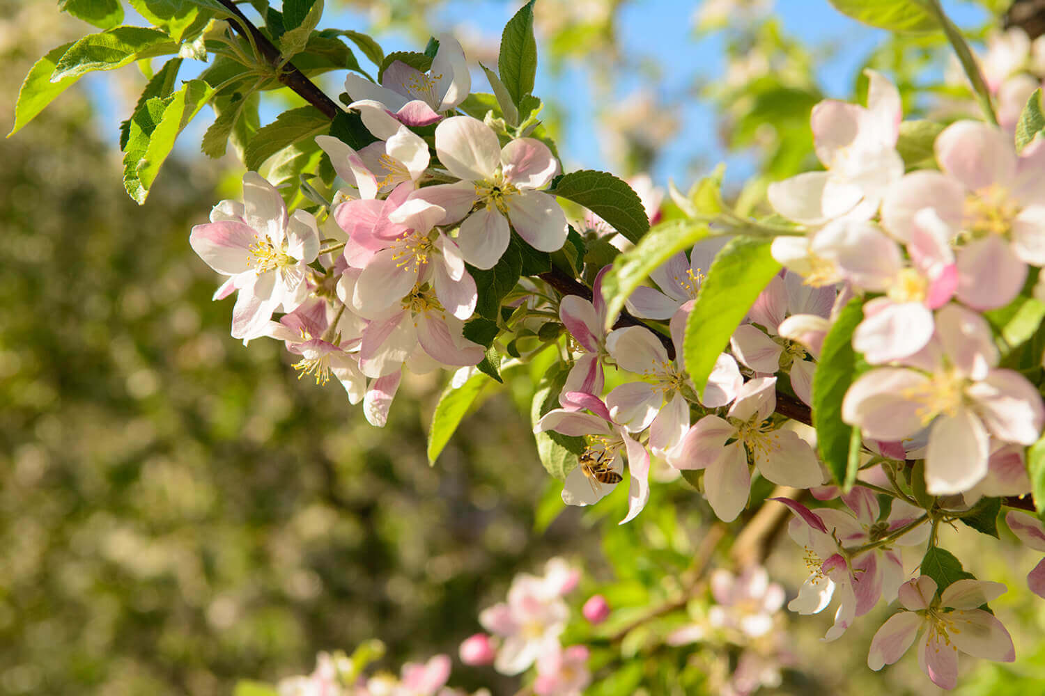 Apple Blossoms