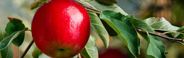 apple header bg