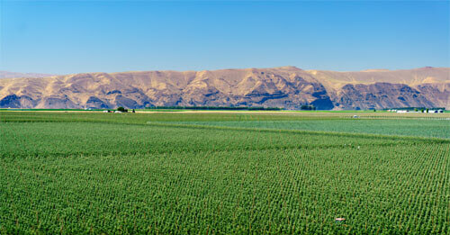 apple orchard aerial central washington