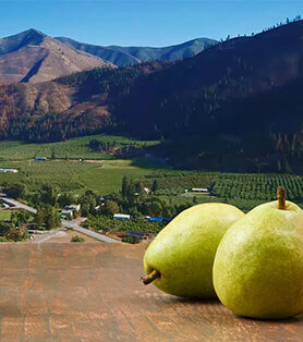 farm to fork pears button