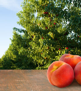 farm to fork summer fruit button