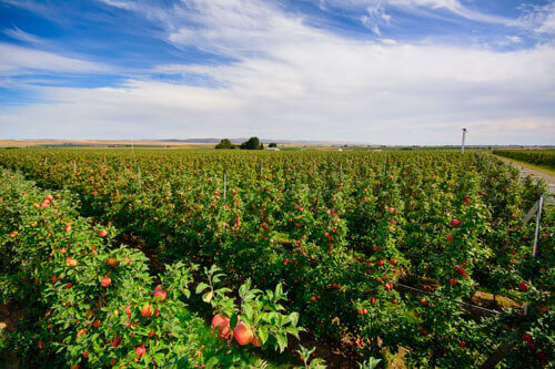 honeycrisp harvest washington