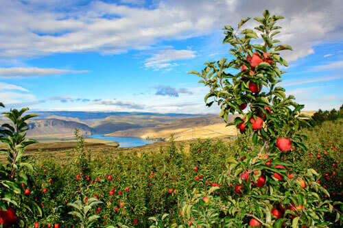 pinata orchard view