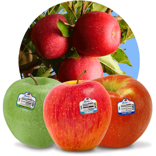 https://www.stemilt.com/wp-content/uploads/2018/11/products-apples-button2.png