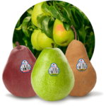products pears button