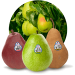 products pears button