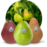 products pears button