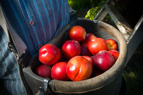 summer fruit harvest