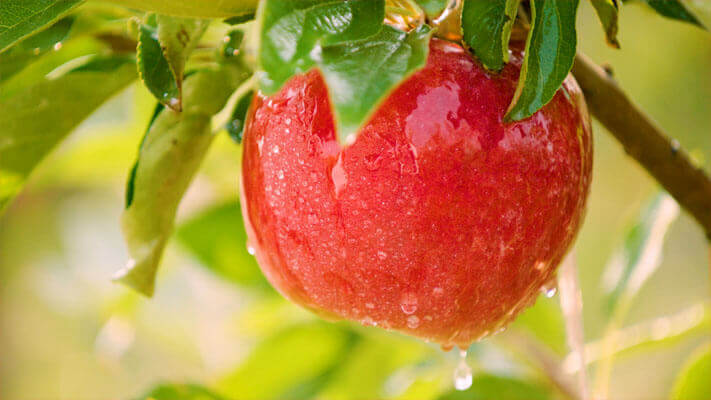 F2F Apples VideoPlay