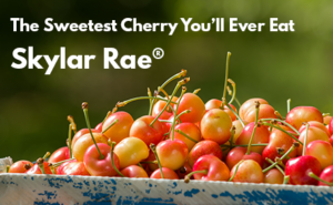 skylar-rae-cherries