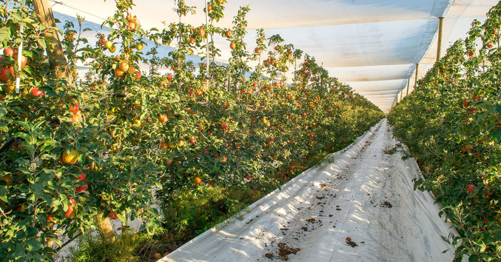 harvesting honeycrisp apples