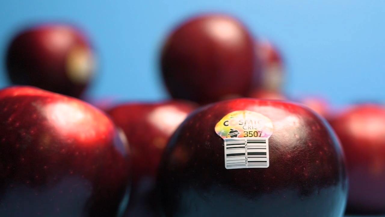 Cosmic Crisp apple studio shot with blue background