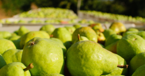 green pears in large harvesting bins