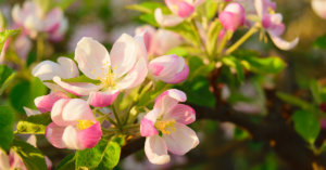 Apple Blossom 4929