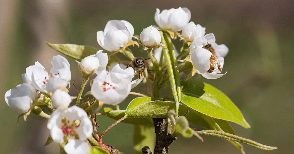 Blossoms with bees pollinating the opening buds.