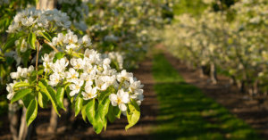 Pear Blossom 4680