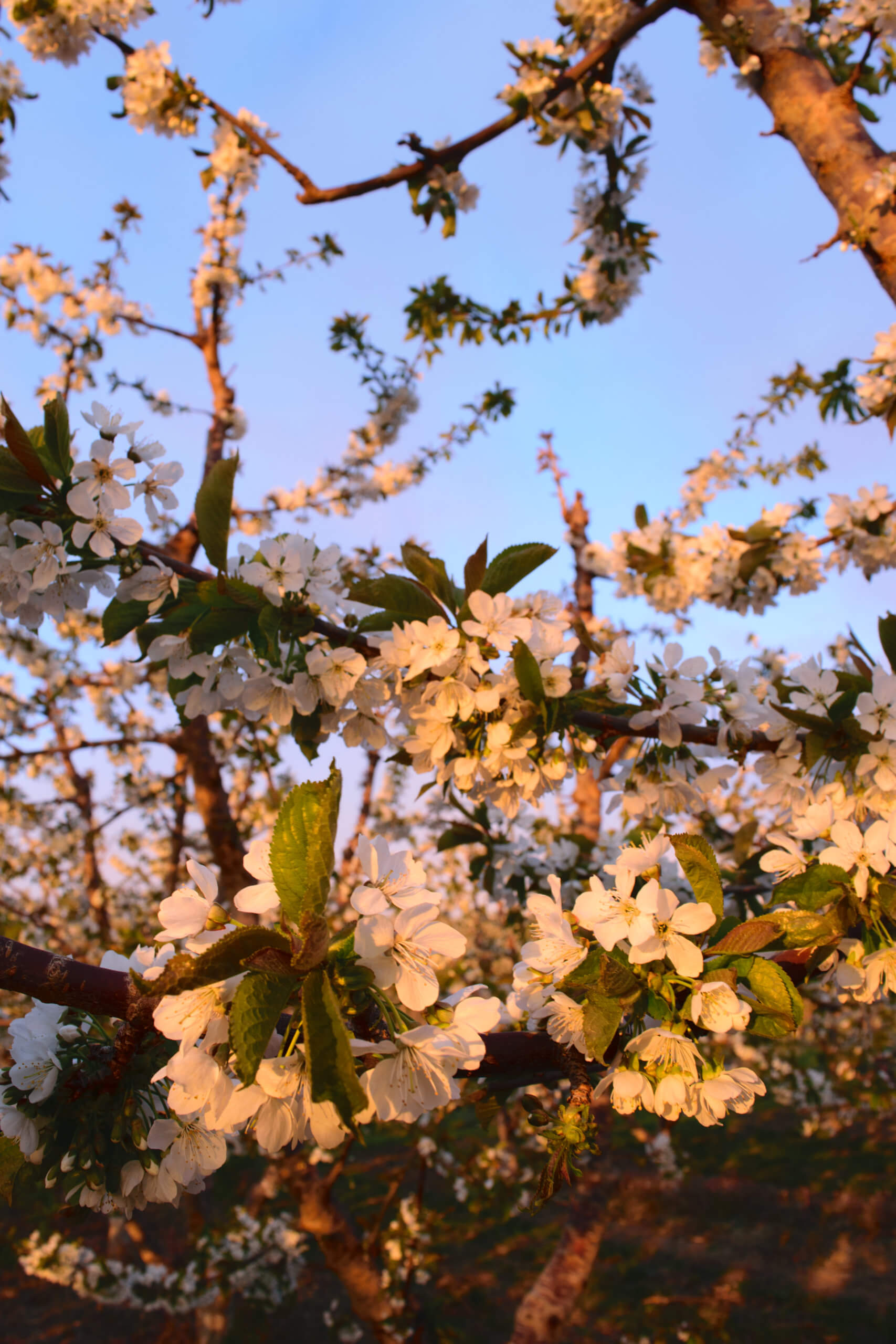 Cherry blossoms on a cherry tree