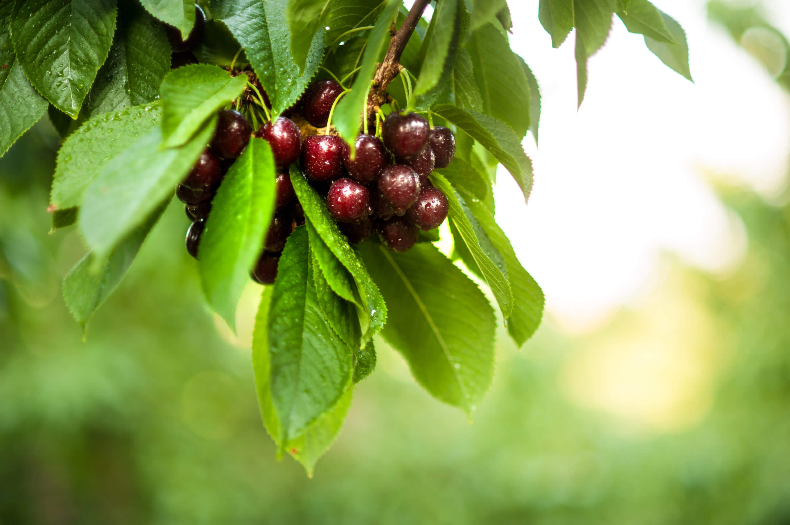 Cherry harvest