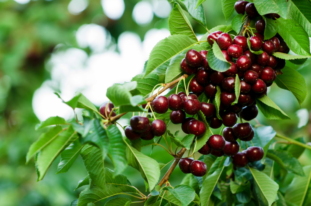 Dark Sweet Cherries on the tree