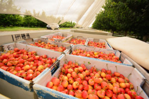 Washington cherries in large cartons during cherry season