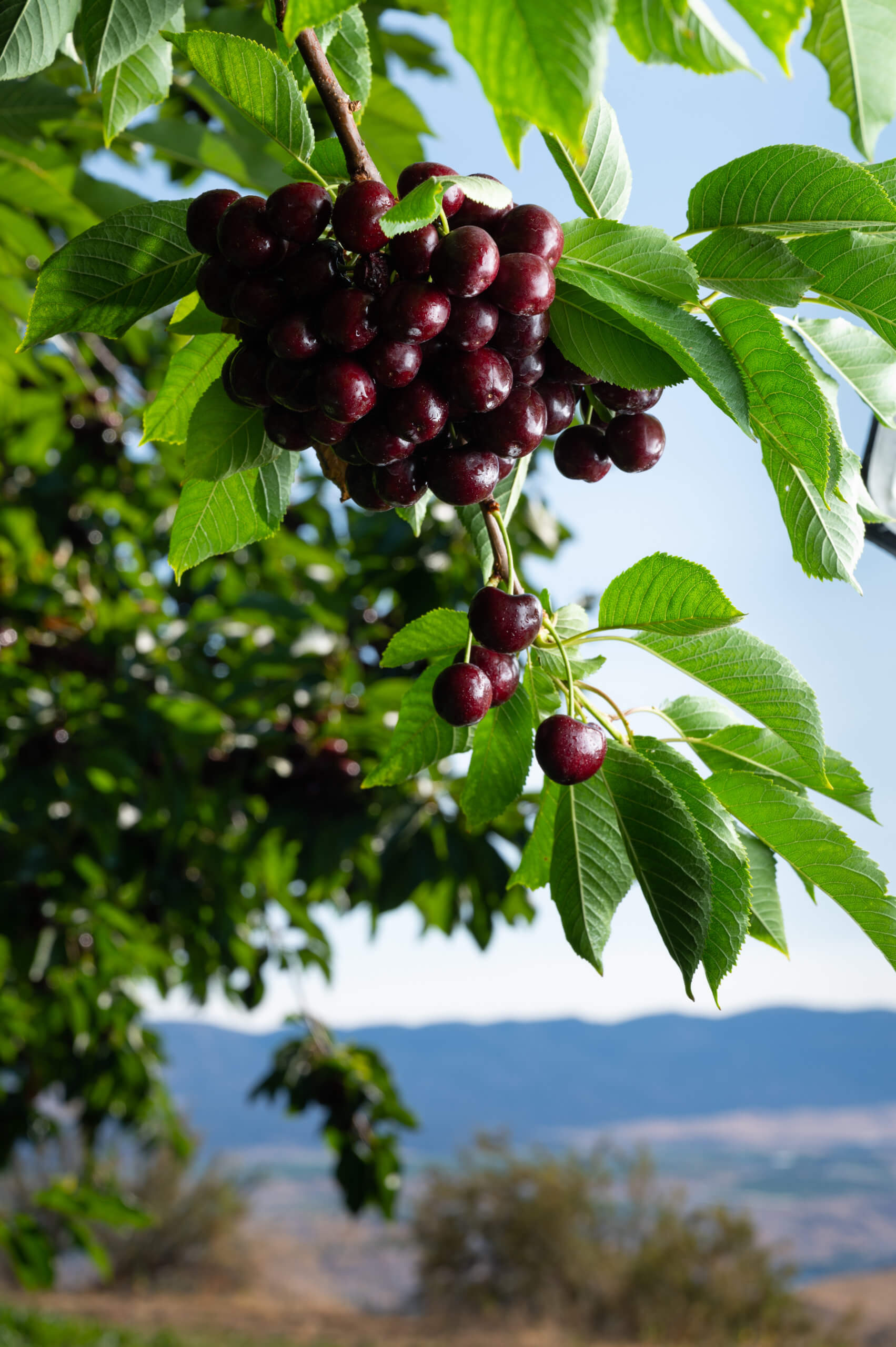 Cherries on the tree during Washington cherry season