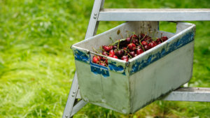 Cherry Harvest
