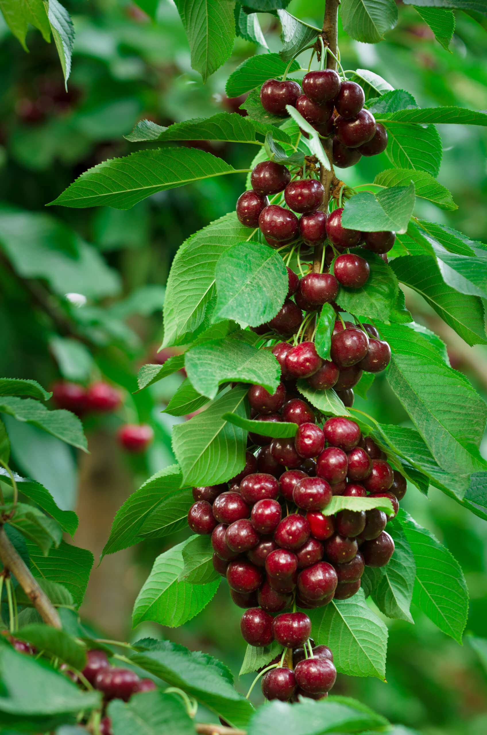 Types of cherries: dark sweet cherries on a branch with green leaves