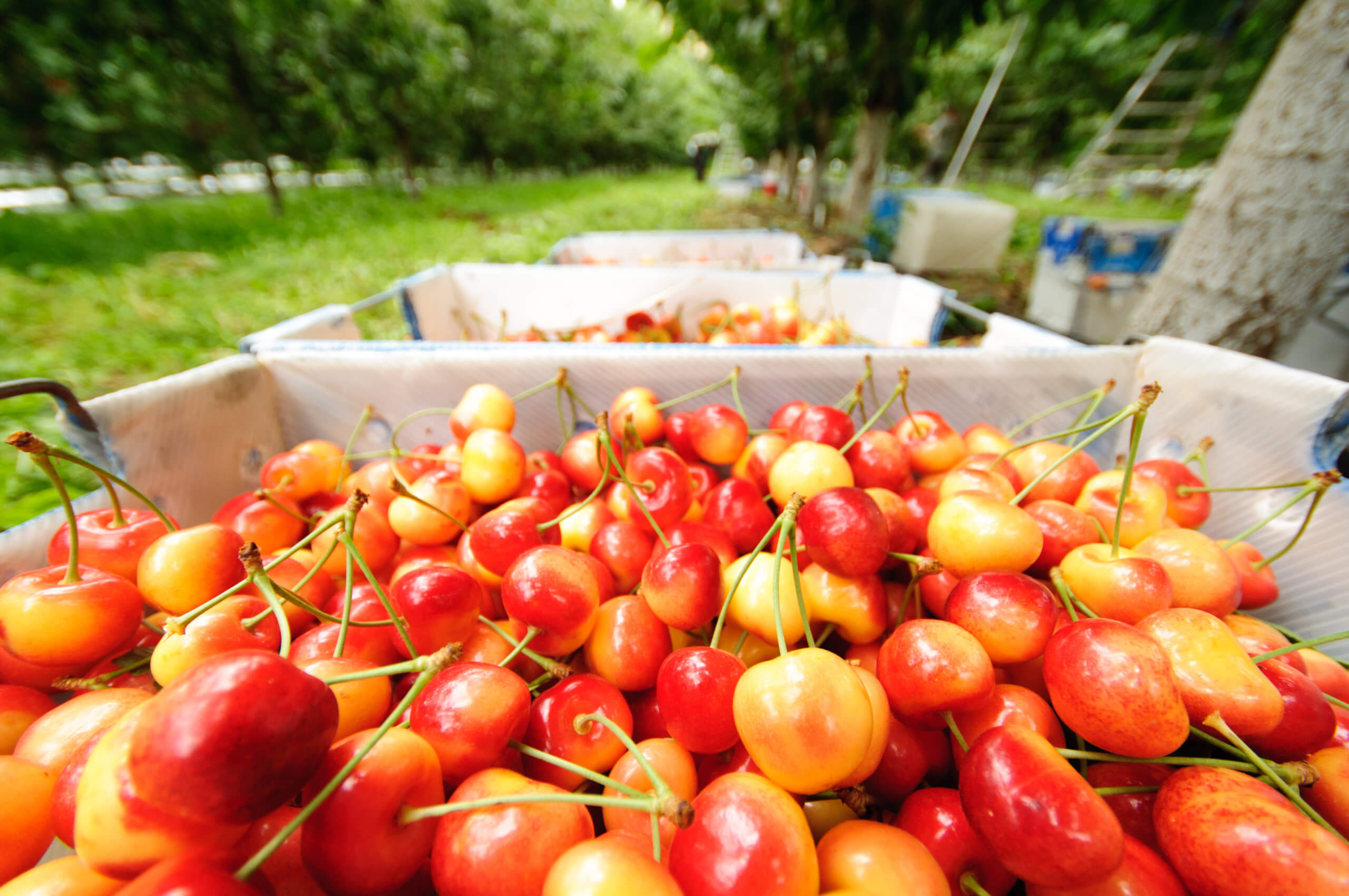 Rainier harvest