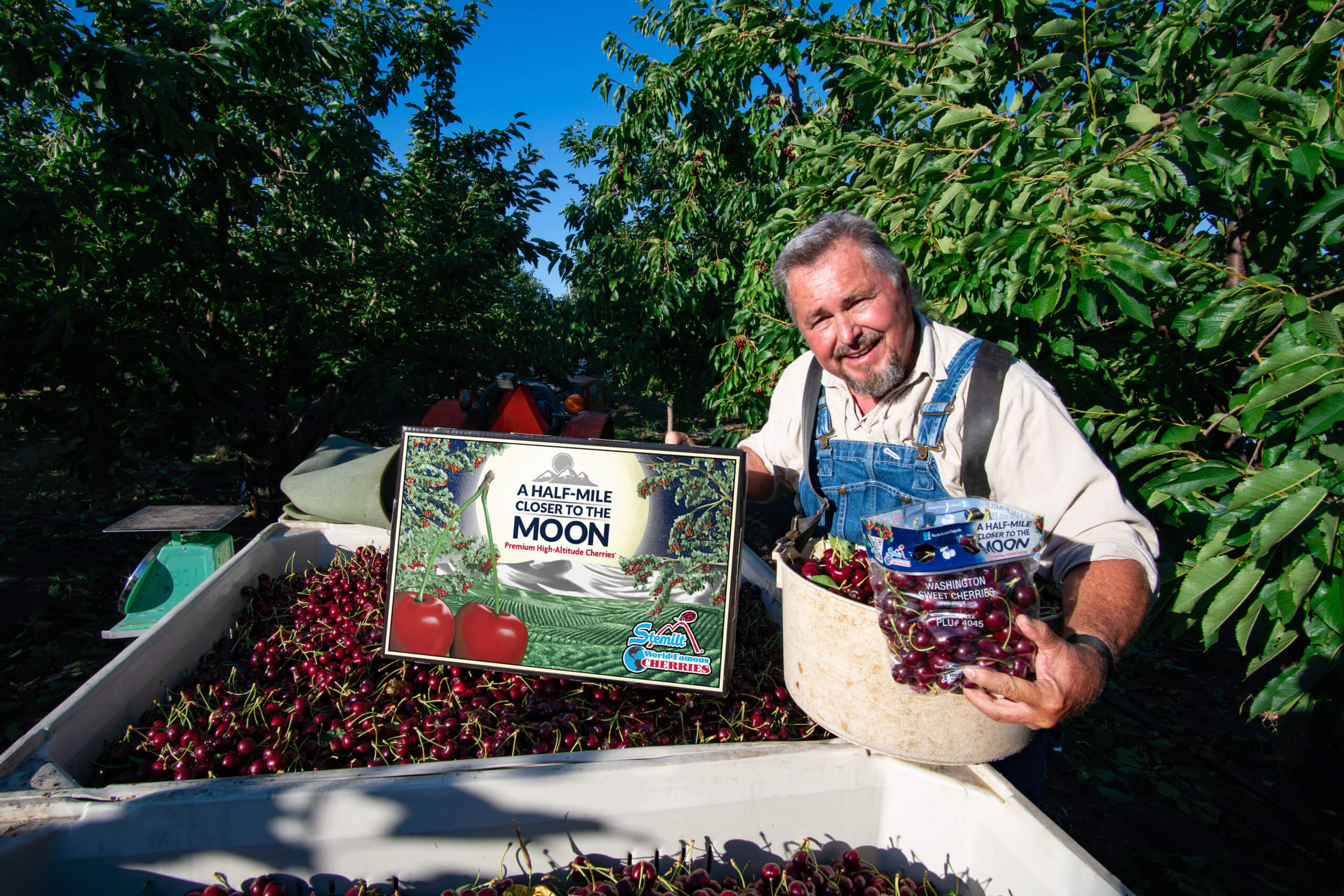 Different types of cherries: large container of Moon Cherries seen with grower Kyle