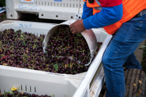 Bins of cherries