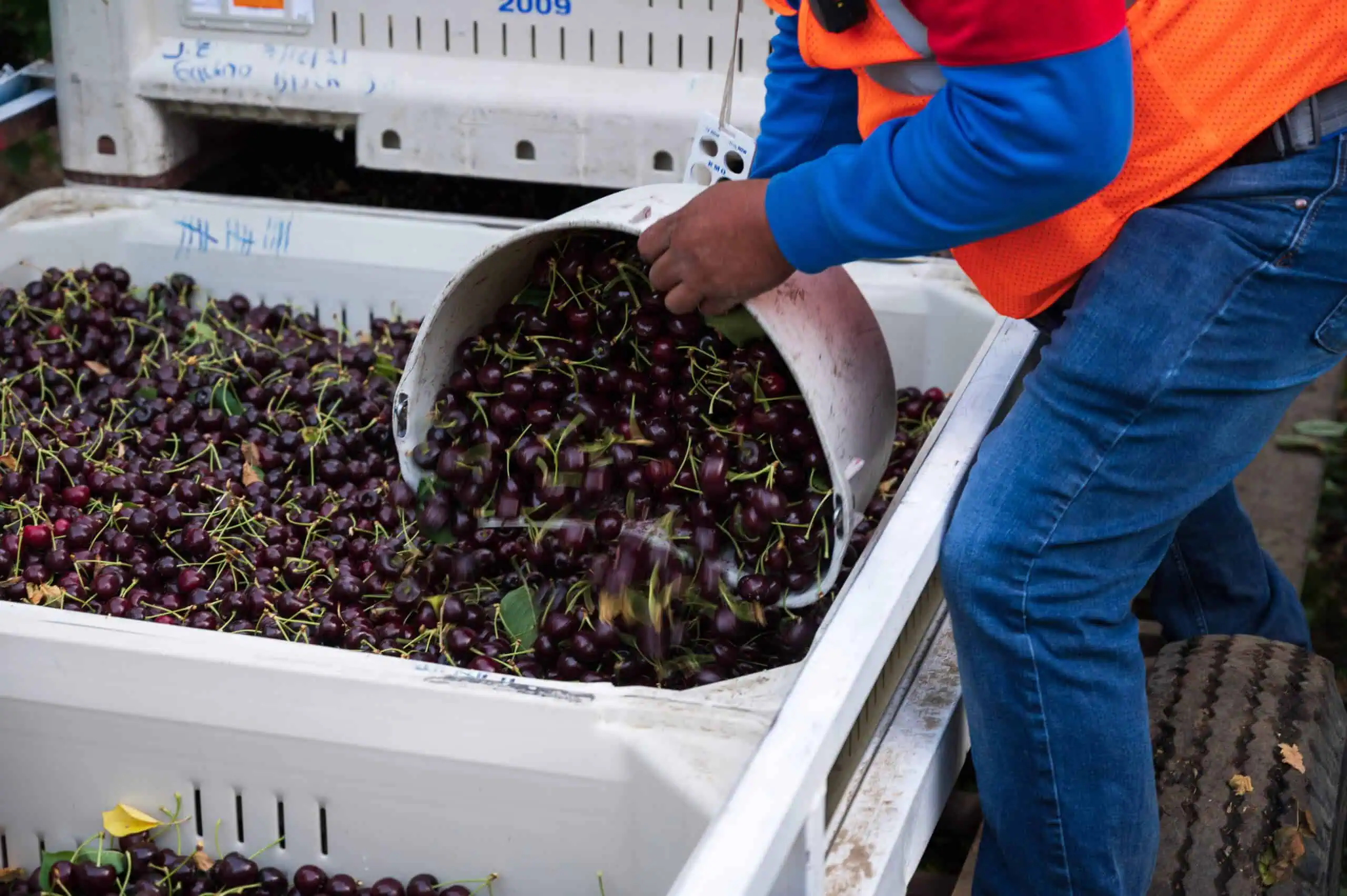 Bins of cherries