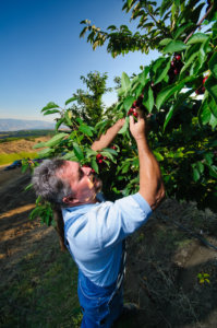 Kyle picking cherries